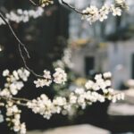 macro shot photography white flowers
